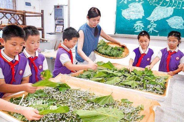 财富加 浙江安吉：桑蚕文化进校园